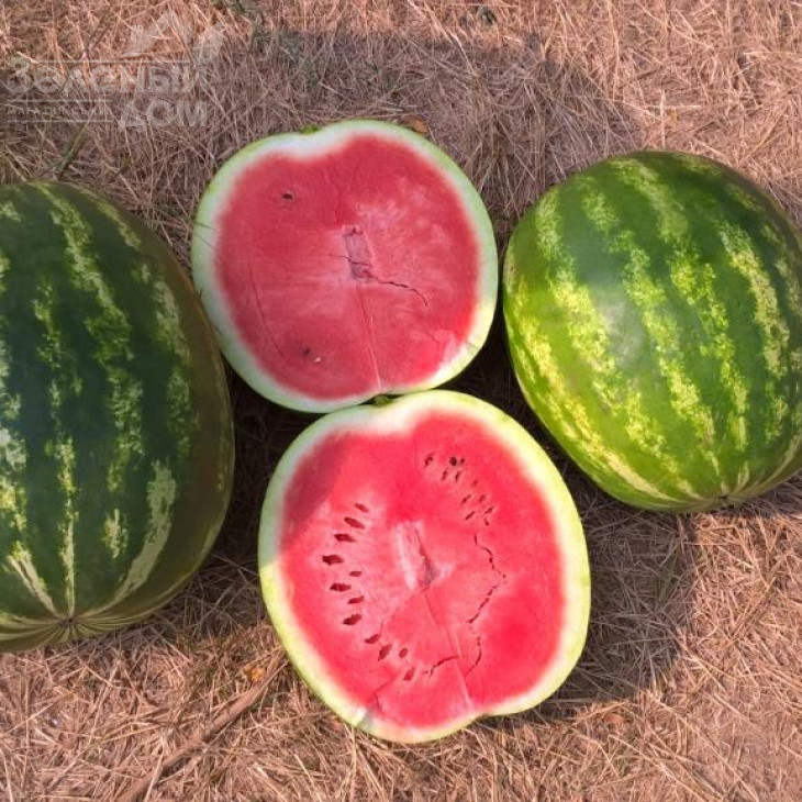 Термез F1 / Termez F1,60-65 днів фото 3