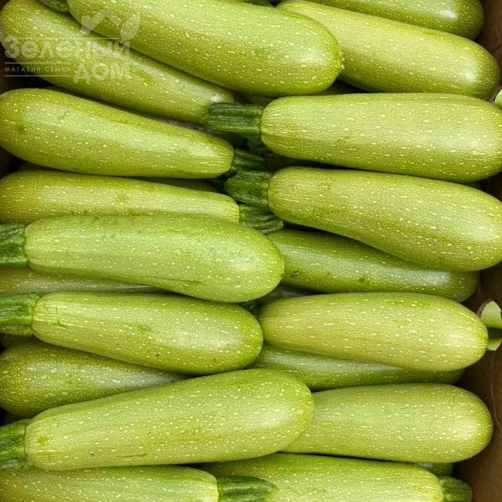 Инесса F1 / Inessa F1 фото 5