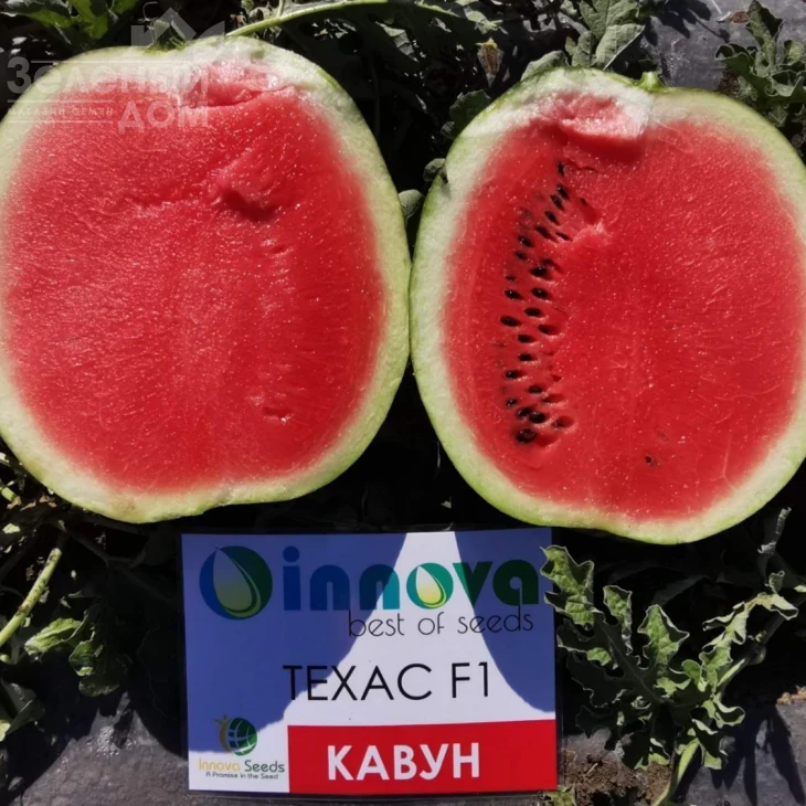 Техас F1 (INX 1724) / Tehas F1 (INX 1724),62-65 дней фото 2