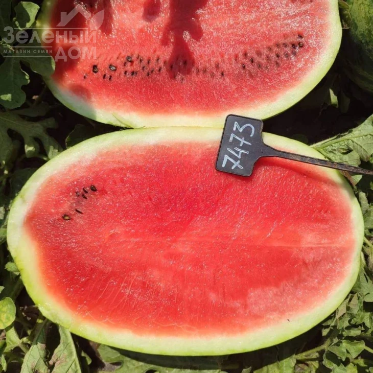 Амина F1 / Amina F1, 62-65 дней фото 6