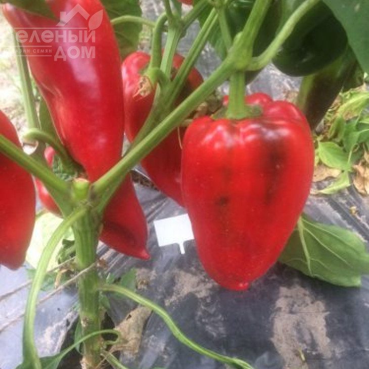 Слон F1 / Elephant F1, 60 днів фото 1