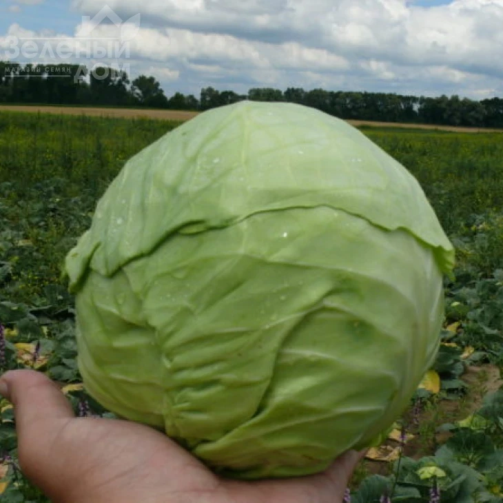 Пасадена F1 / Pasadena F1,50-55 дней фото 2