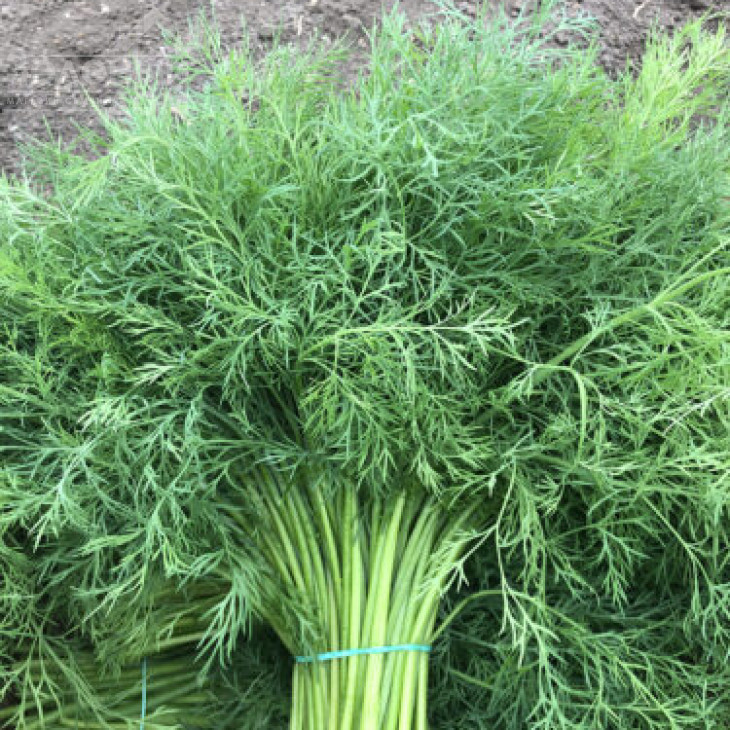 Брум / Brum фото 2