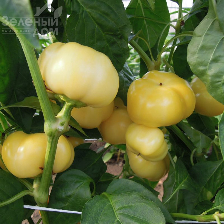 Ябліна F1 / Jablina F1,70-80 днів фото 2