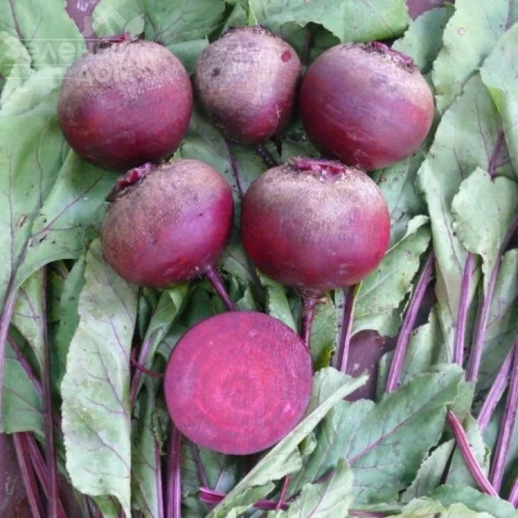 Детройт Дарк Ред / Detrojt Dark Red,75-80 дней фото 2