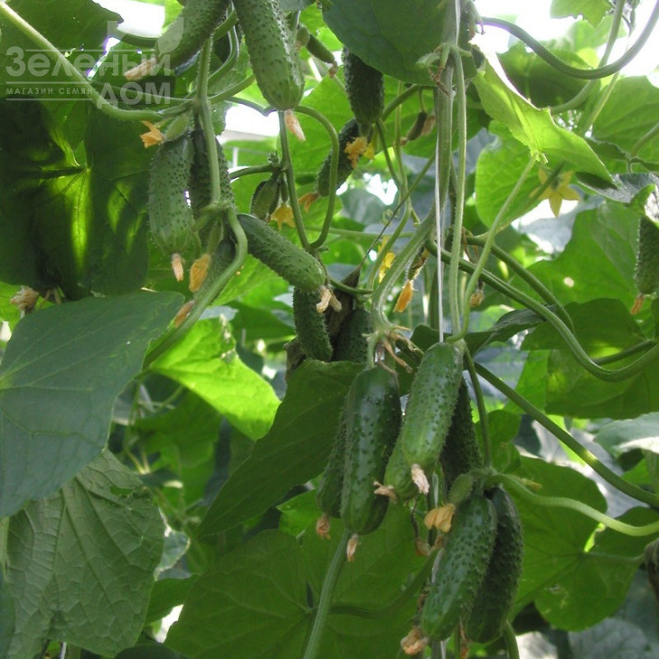 Компоніст F1 / Componist F1,50 днів фото 1