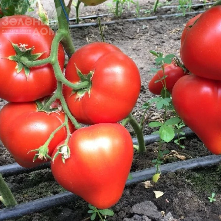 Арон F1 / Aron F1 фото 2