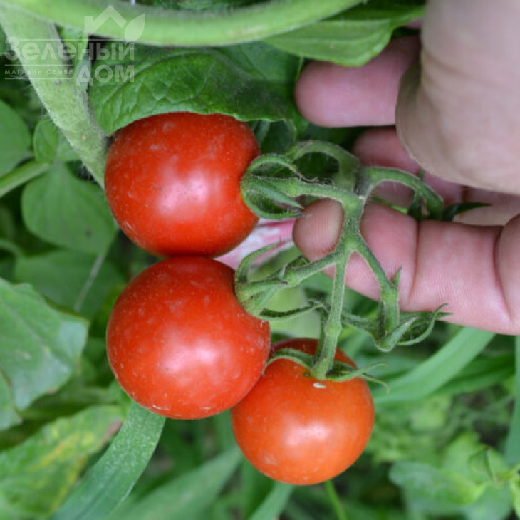 Старскрім F1 / Starskrim F1,95 днів фото 3