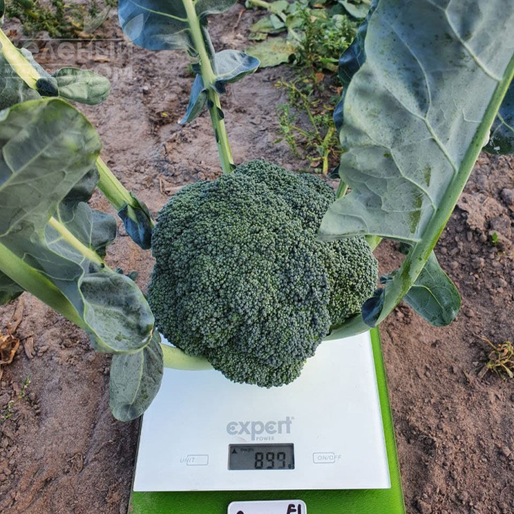 Персеус F1 / Perseus F1, 70-80 днів фото 2