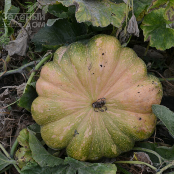 Вест / West фото 4