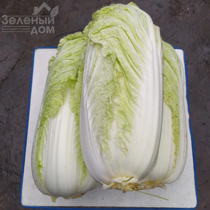 Индекс F1 / Index F1, 65-70 дней фото 3