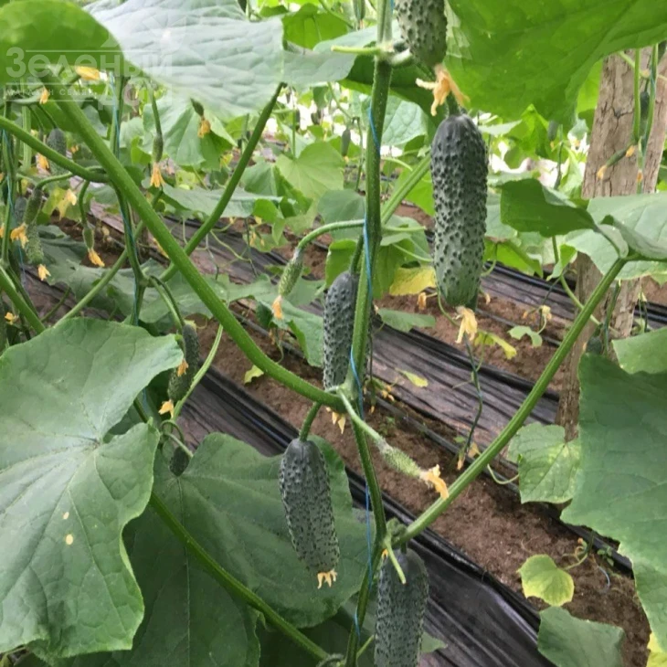 Ансгар F1 / Ansgar F1, 32-35 дней фото 4