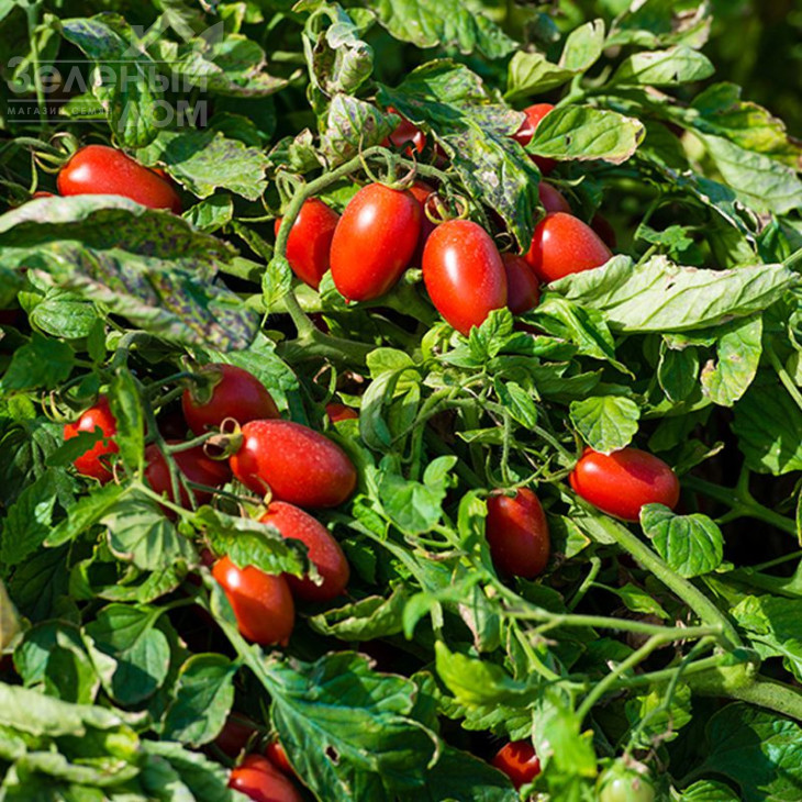 Санміно F1 / Sanmino F1,65-70 днів фото 3