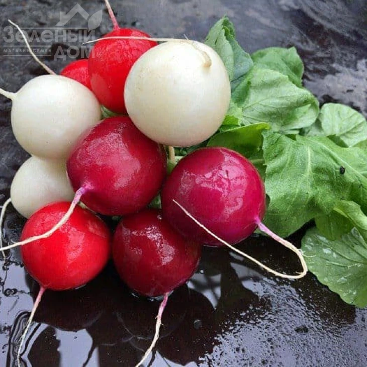 Вайтелла F1 / Vajtella F1 фото 4