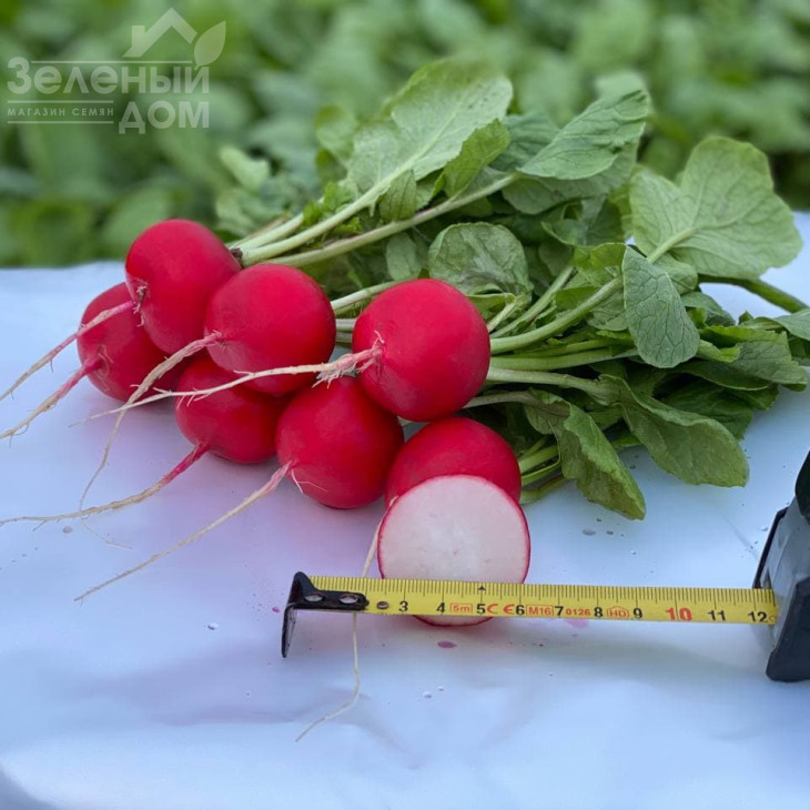 Аутелла F1 / Autella F1,22-25 днів фото 2