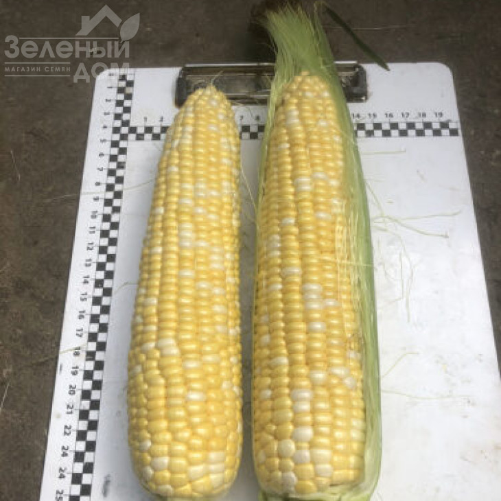 Екшен F1 / Action F1, 77 днів фото 3