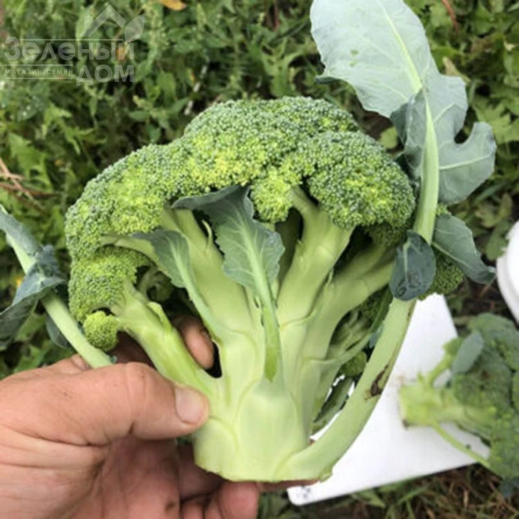 Легаси F1 / Legasi F1, 55 дней фото 1