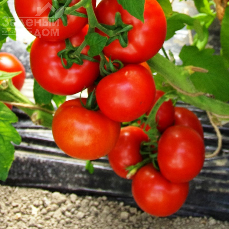 Аттія F1 / Attiya F1,105 днів фото 1