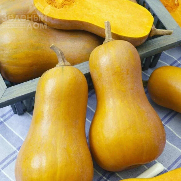 Лаура / Laura,80-90 дней фото 1