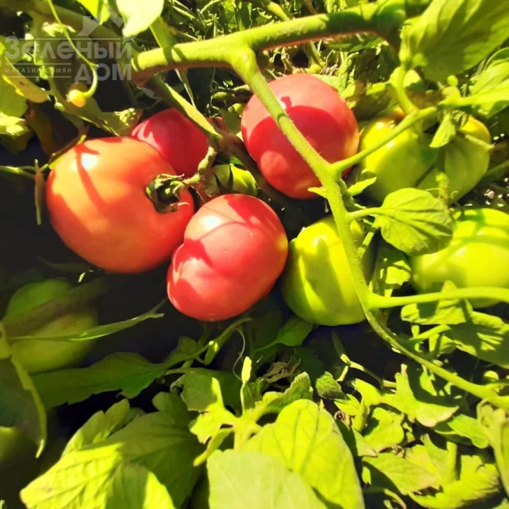 Пембола F1 / Pembola F1,65-70 дней фото 1