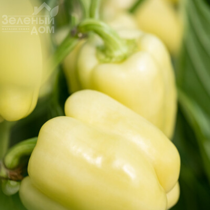 Бурабелла F1 / Burabella F1 фото 3