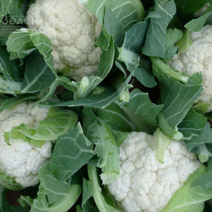 Каспер F1 / Kasper F1,100 днів фото 1