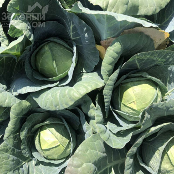 Індіана F1 / Indiana F1,70 днів фото 3