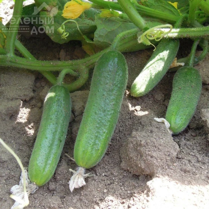 Шарлота F1 / Sharlotte F1,35-40 дней фото 1