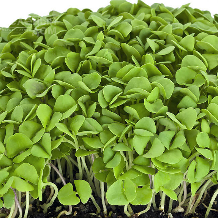 Мікрогрін Базилік зелений / Microgreen Basil green фото 1