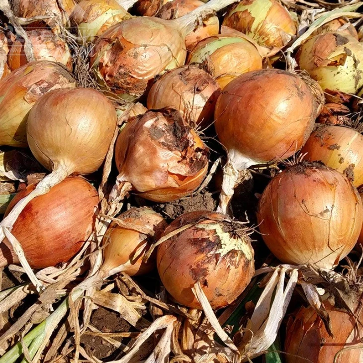 Дарика F1 (ЦРХ 2386) / Daryca F1 (CRX 2386),93-95 дней фото 1