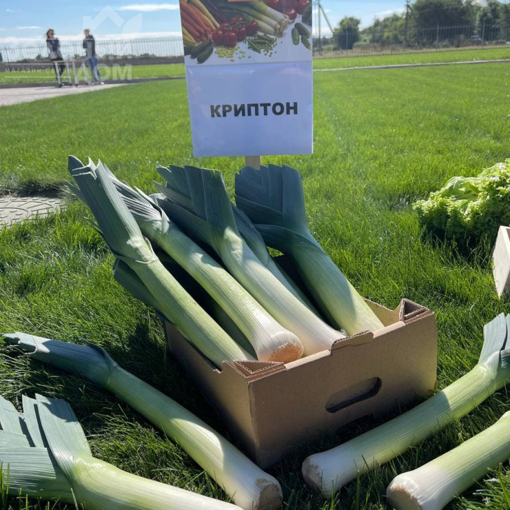 Кріптон F1 / Kripton F1,95-100 днів фото 1