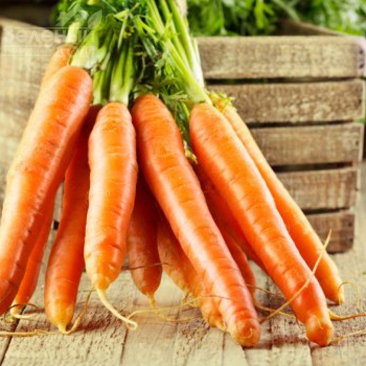 Болеро F1 / Bolero F1,110-120 днів фото 2