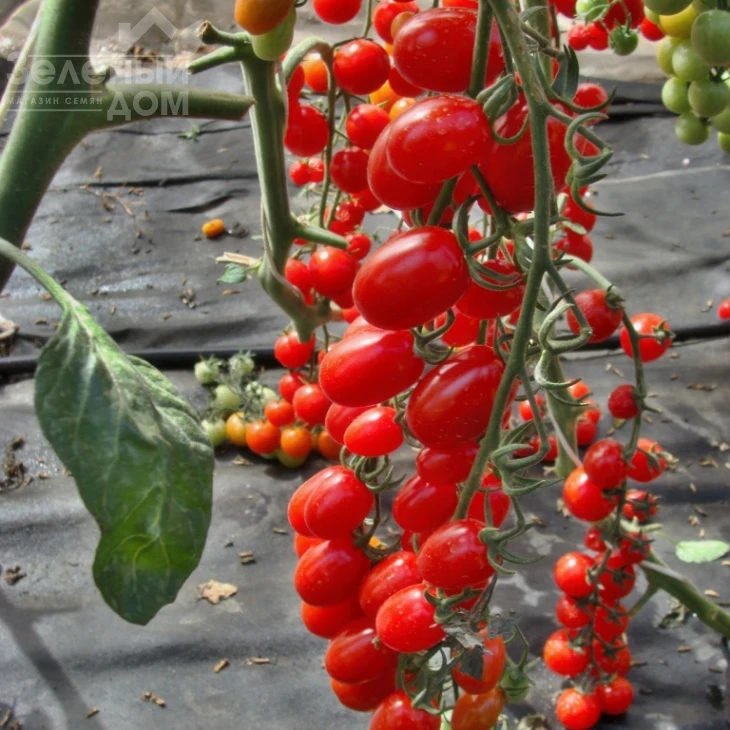 Мандат F1 / Mandat F1 фото 1