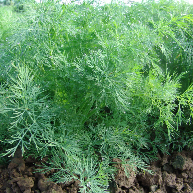 Олівер / Oliver,35-40 днів фото 1