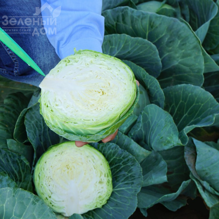 Сір F1 / Sir F1,60 днів фото 1