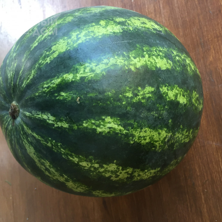 Бонта F1 / Bonta F1, 60-65 днів фото 4