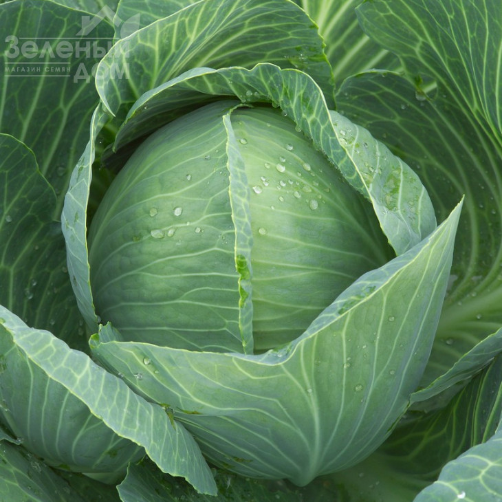 Калорама F1 / Kalorama F1,130-145 днів фото 1