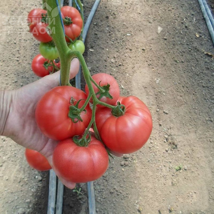 КС 240 F1 / KS 240 F1 фото 2