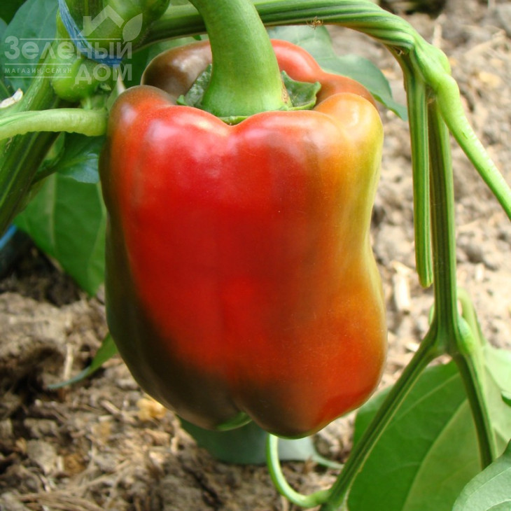 Соломон F1 / Solomon F1,65-70 днів фото 1