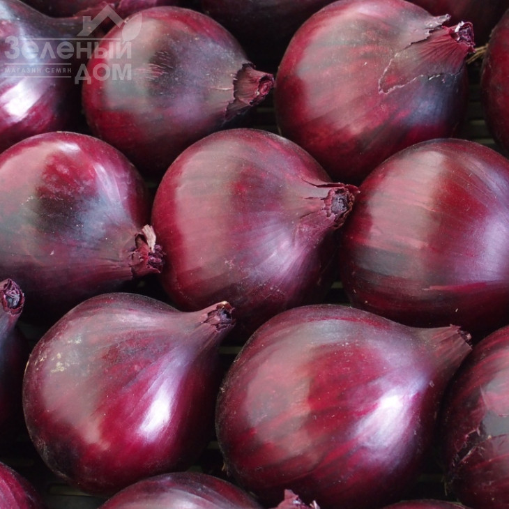 Магнате F1 / Magnate F1,115-120 днів фото 1