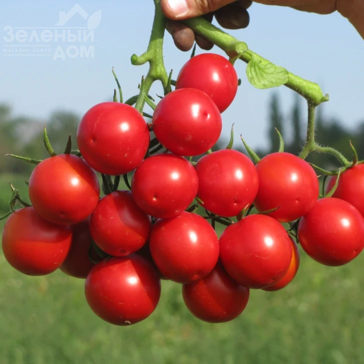 Руфус F1 / Rufus F1,101 -105 дней фото 1