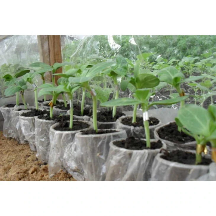 Глория F1 / Gloriya F1 фото 1