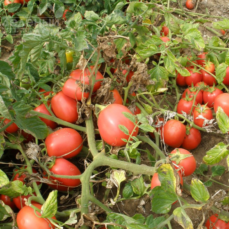 Ескорт / Eskort, 60-70 днів фото 1