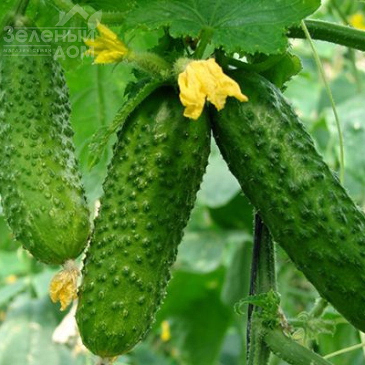 Левіна F1 / Levina F1,40-45 днів фото 1