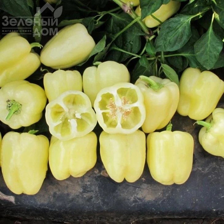 Бланчина F1 / Blancina F1 фото 1