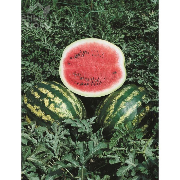 Кримсон Світ / Crimson sweet (Hollar Seeds) фото 1