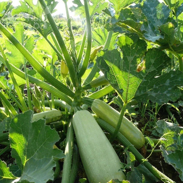 Муфаса F1 / Mufasa F1,45-48 дней фото 4