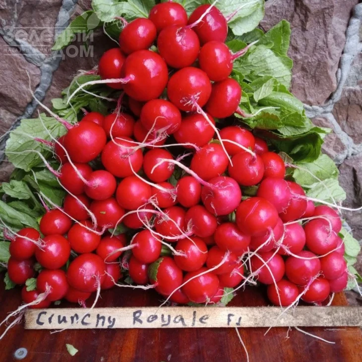 Кранч Роял F1 / Kranch Royal F1, 20 - 25 дней фото 5