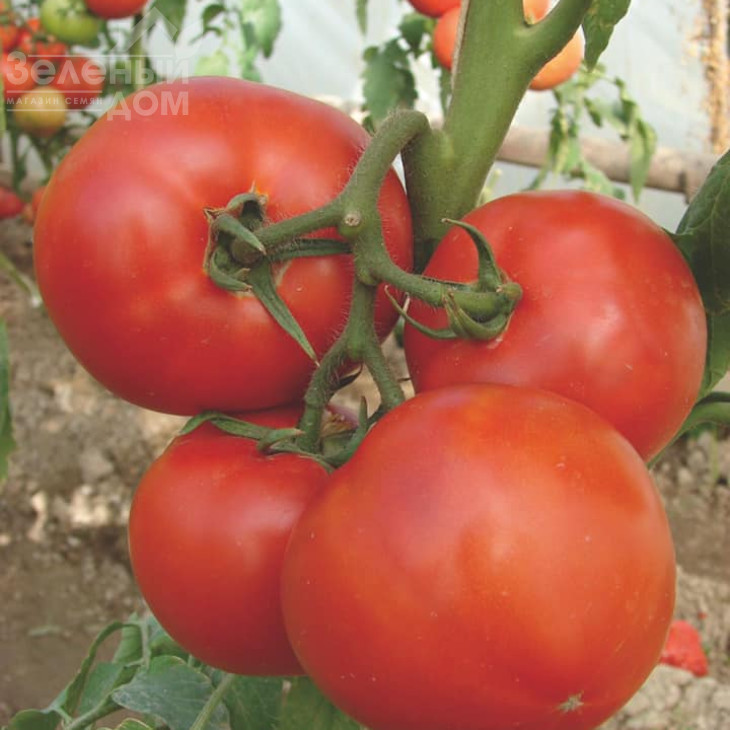 Берберана F1 / Berberana F1,90-100 днів фото 4