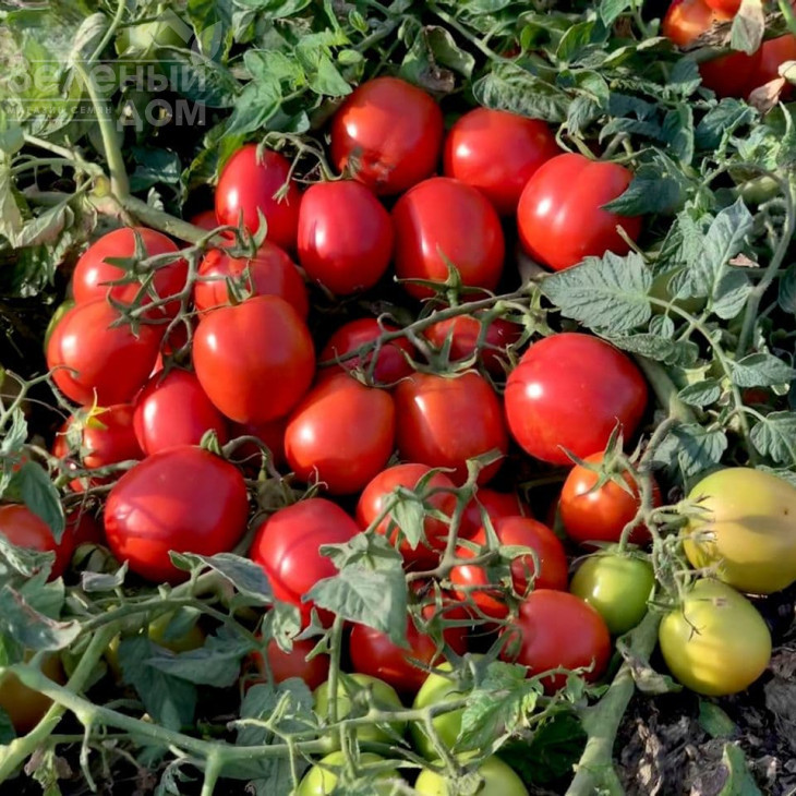 Баста F1 / Basta F1,110 днів фото 1